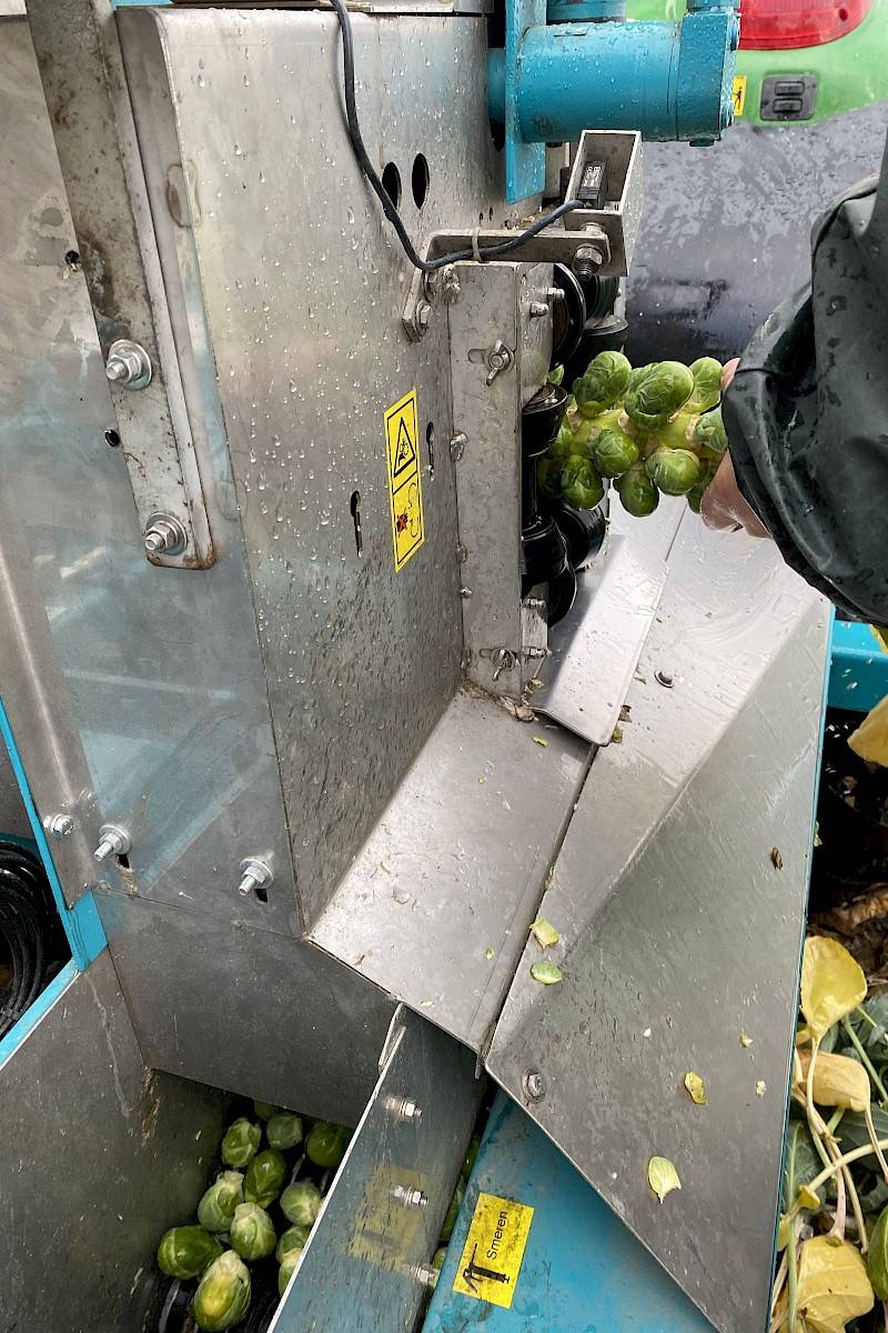 spruitenplukker op spruitenveld